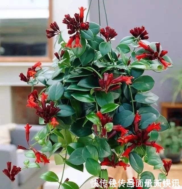 价格不菲的“三吊兰”,适合“封闭阳台”养护,叶色鲜艳还勤花