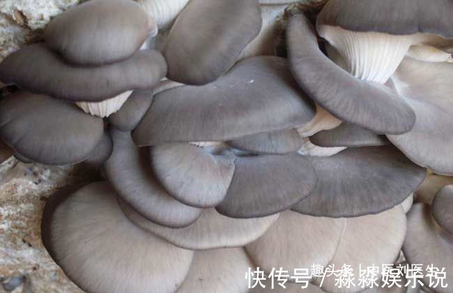 蛇瓜|人到中年想长寿,常吃三种食物,降压减脂,增强体质,好处多多