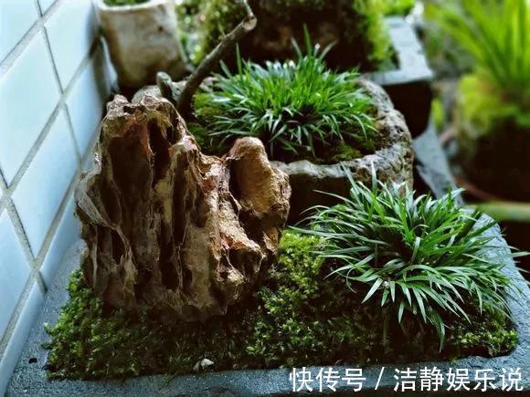 兰花|3种花“品味高”,放在家里有档次,格调高雅都说好看!