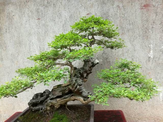 黄荆盆景老桩根部刚萌发的新芽到底要不要抹掉生桩和熟桩有区别