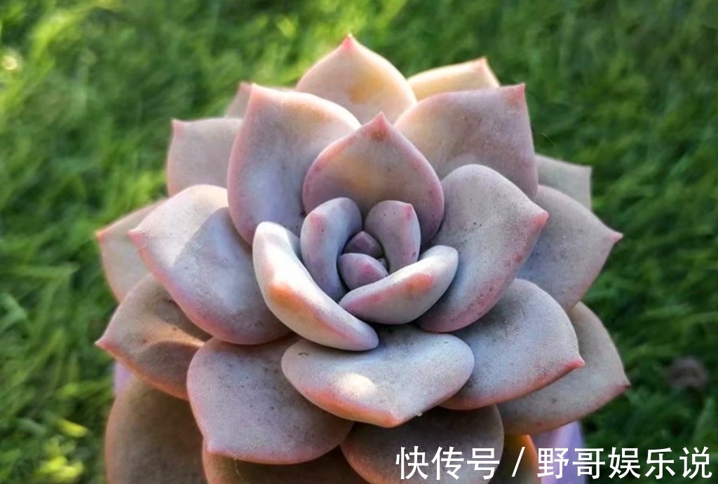 春天|多肉别名太多,一不小心就买重复,防不胜防,只能多学习点知识