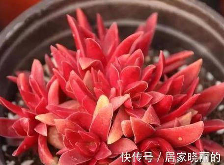 多肉植物|5种多肉，多晒晒就“脸红”，颜值高爱爆盆，是多肉佳品