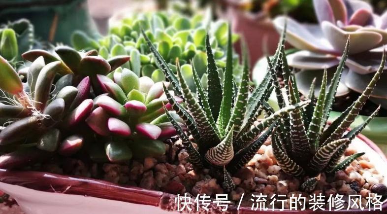 花盆|养条纹十二卷,打理好3点就不出状况,适合新人入坑练手