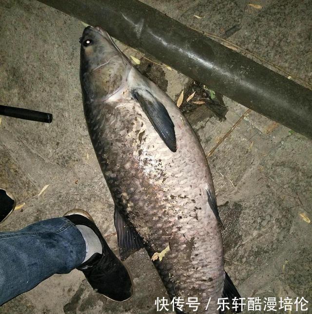 体型|安徽钓鱼人耗费近两千元打窝，钓起“茨河鱼王”，体型堪比成年人
