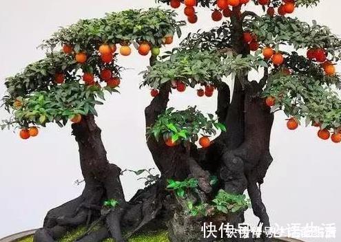 种树|养花不如养树,这三种树放在客厅既招财又上档次,好看又实用