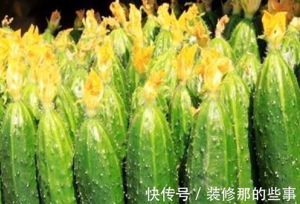 黄瓜|忠告:凉拌黄瓜不可放此物,很多人还不清楚,吃出一身疾病