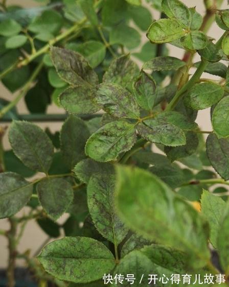 月季的叶片很多瘢痕还畸形,芽也黑了,怎么回事,是小虫在作怪