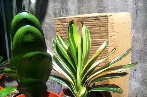  花卉|盆栽花卉全部用腐叶土，为什么不长