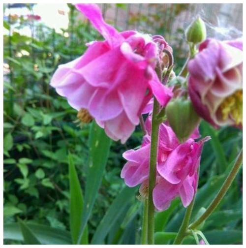 4月10日，家里养上5种招财花，花朵美轮美奂，你一定会喜欢！