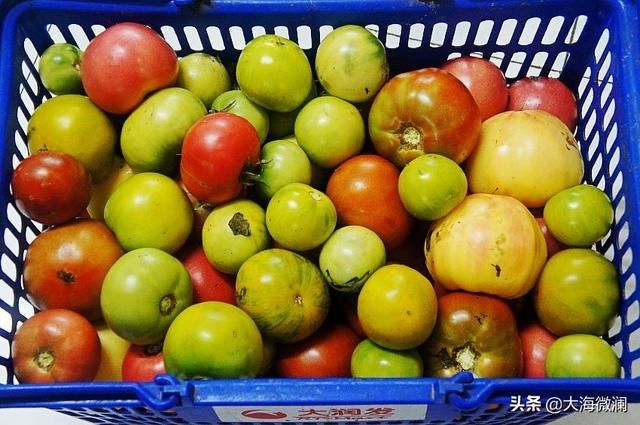 亲戚|姐的菜园喜获丰收，各式各样蔬菜都有，亲戚邻里大筐满小袋流