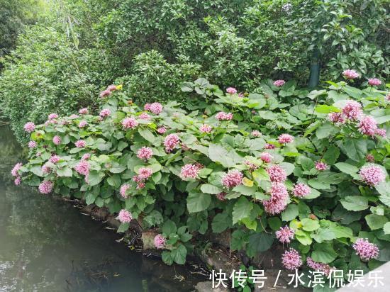 名字有点怪,看起来又很美,这种叫“臭牡丹”的花,你有见过吗