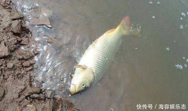 选择不同鱼钩型号、颜色的意义，尤其是钓鱼新手别犯迷糊！