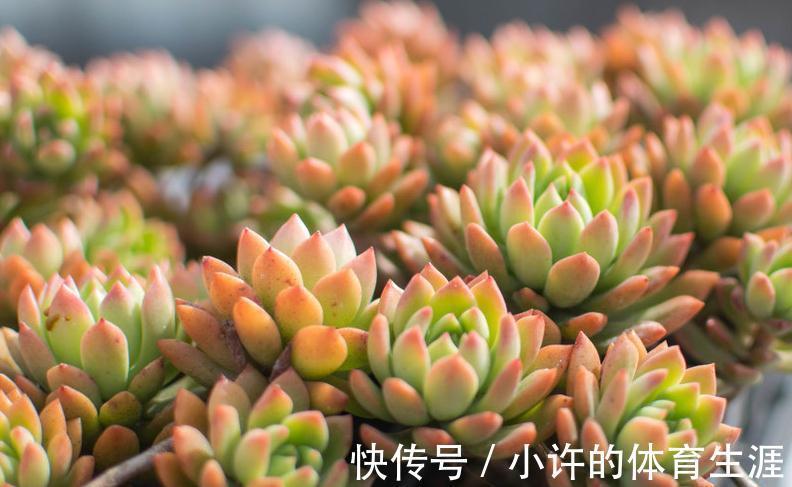 窗台阳台养多肉需要注意什么,懂得这3点,你好多肉植物也好