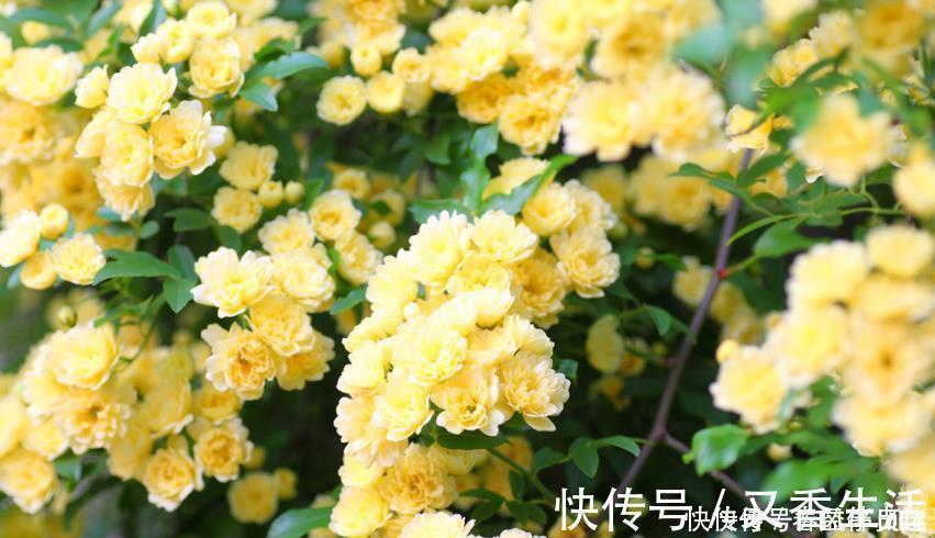 最香的“4种花”，好养又漂亮，花香醉人，一养就上瘾