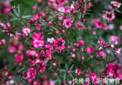 养花就养4种花,好养易活花量大,家里变花海,邻居都羡慕!