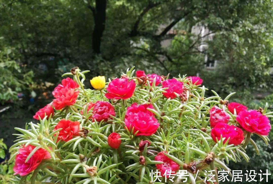 庭院|易泛滥的三种花,看起来却很“可爱”,想养考虑好,别上当