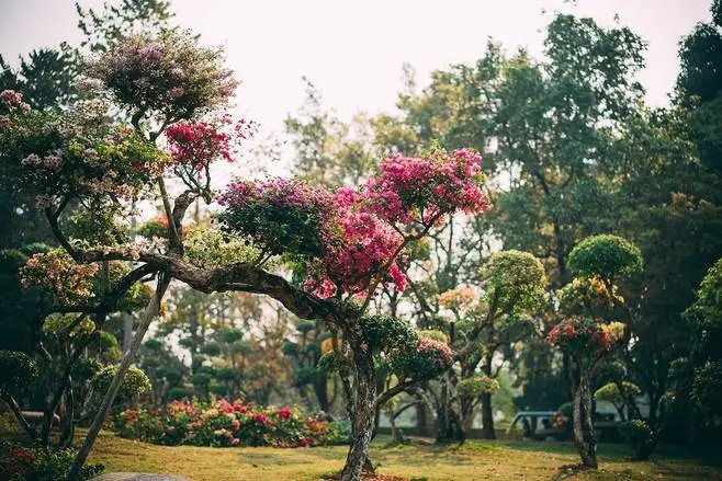 总佛寺|上榜《孤独星球》全球最佳旅行地，不用出国，也能感受东南亚风情