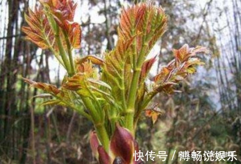 入药|农村此树上的嫩芽，比香椿好吃100倍，入药煎水服，可治胃溃疡