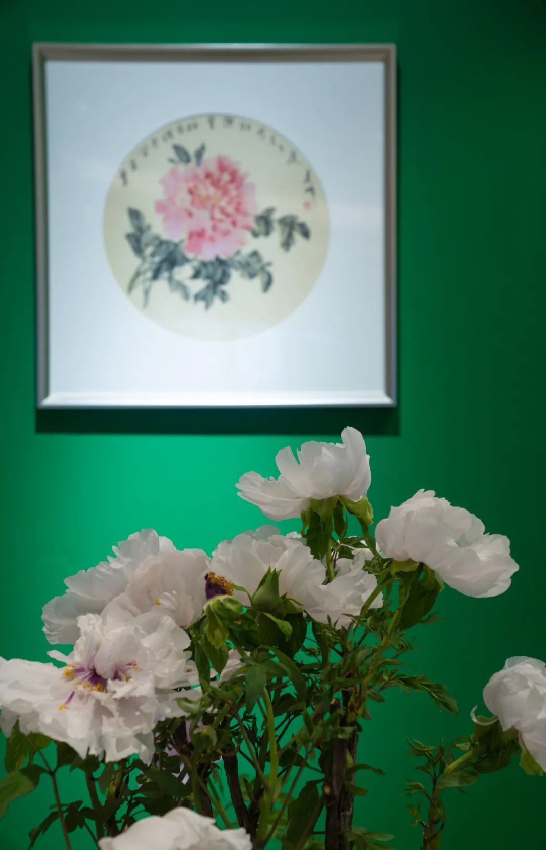 国色天香@唯有牡丹真国色,花开时节迎新春