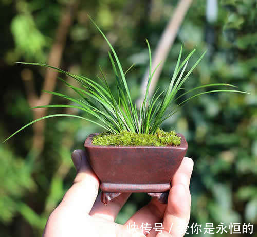 案头|“微型盆景”,我只服此3种,置于案头,让人一见钟情