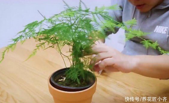 肥料|让黄叶的文竹恢复生机，秋季只需做四步，让它根系满盆冒新芽