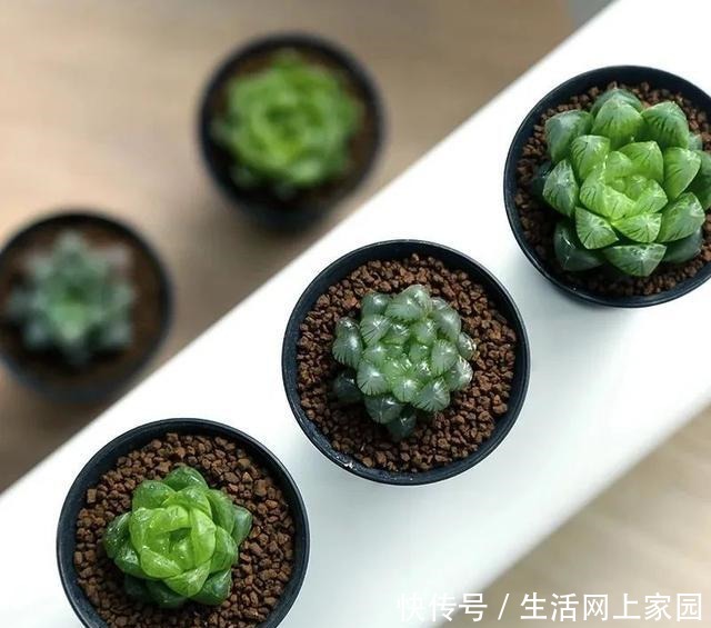 春光明媚,这八种花却不能多晒太阳,一晒就发蔫,赶紧搬屋里躲躲!