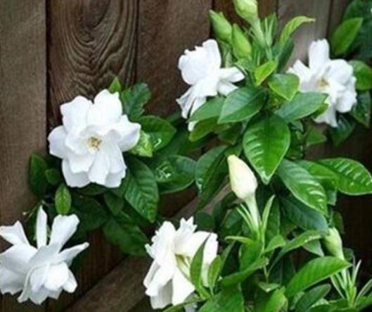 栀子花“花朵少又小”稍微“虐一虐”,花苞旺、花朵大,满盆爆