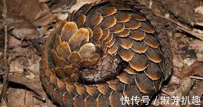 临清|穿山甲:拿我熬药就算了,还要做盔甲?明代它是高级铠甲原材料