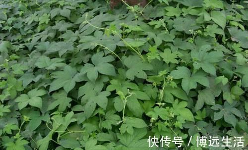 三角形|农村常见的一种野草,是“皮肤瘙痒”的克星,一涂很快就见效