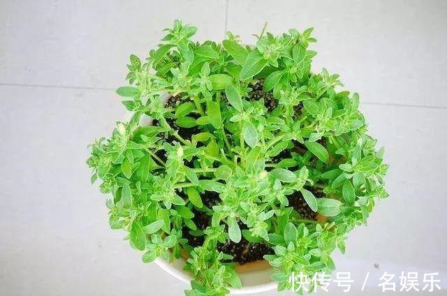 8种花现在赶紧剪，剃光头撸光叶，越狠越爆盆