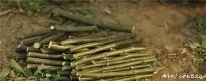 生根|把绿萝的枝条,泡在“它”里面20分钟,三天就生根、猛长新叶