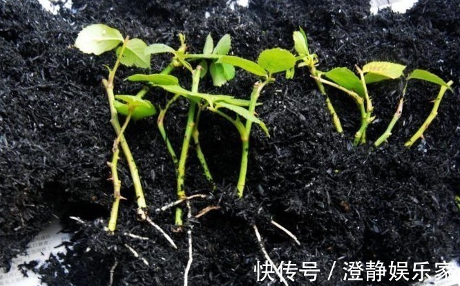 月季|注意这两点,月季扦插不烂根,长势特别茂盛,萌新涨姿势