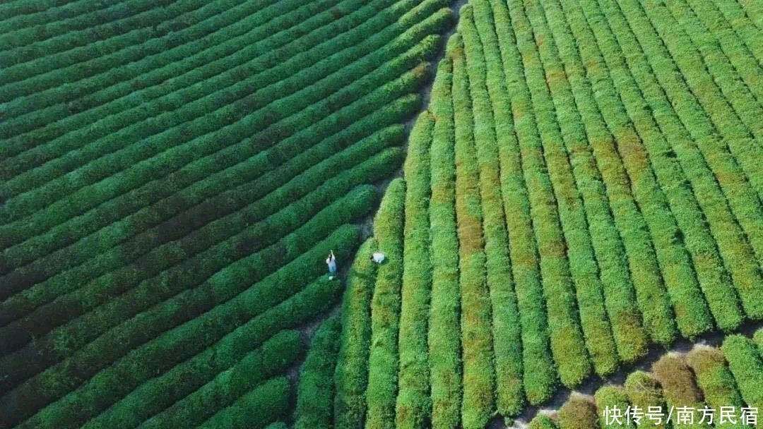 黄浦江源|安吉这个坐拥山野世外之地的民宿，泳池、茶园丨尧珈·清水谷民宿