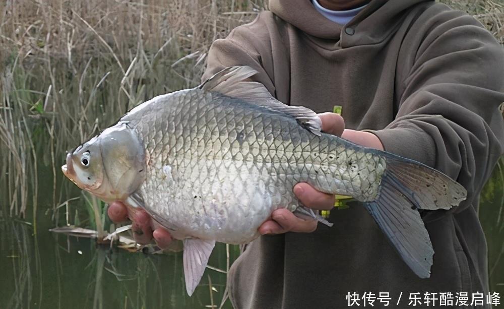 买鲫鱼,要分清“工程鲫”和“土鲫”,差别很大,买错浪费钱