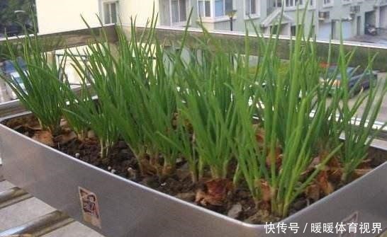 阳台还在晒衣服,拿来种菜可以吃上一整年,可香了!
