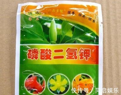 长寿花“开败了”，花期没结束，剪几刀、加点“肥”，30天又开