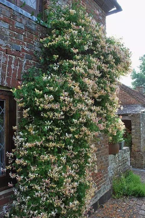 花墙|4种“爬藤花”,容易成花墙,种在阳台院子里太好看了!