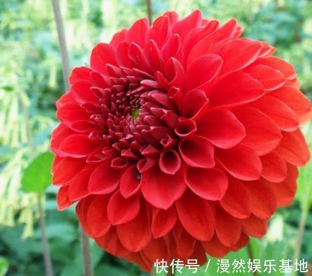 观赏价值|3种花很漂亮,好养易活能爆盆,花香四溢飘满屋,美爆了