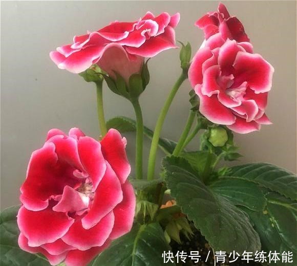 这种花“太顽强”,叶子“剪碎”插土里还能发芽,开花还非常漂亮!