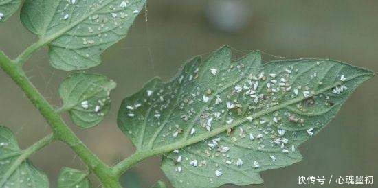 这样养花,不生虫不得病,还长得旺盛!