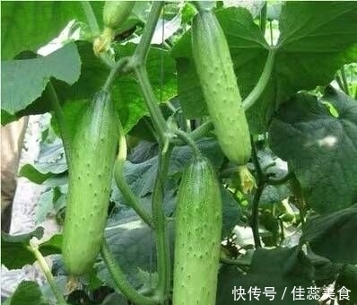 绿色|阳台不要再浪费，聪明人此样做，绿色健康，吃不完还可以卖