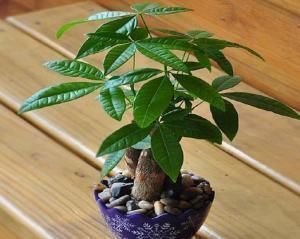 幸福树|客厅不要乱养花,要养就养这三盆高贵大方的,保平安又旺财