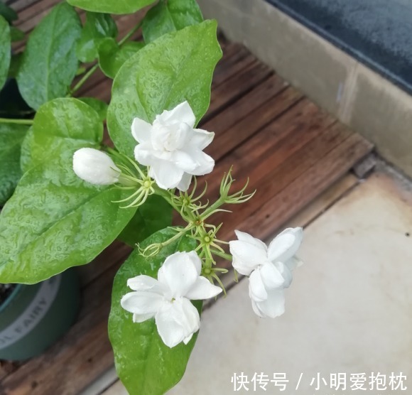 花土|家庭养茉莉花,少浇水,太阳光照要充足,开花才会更多