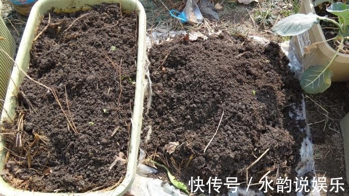 换盆的旧土你都扔了这么做,再板结都能变成肥沃黑土!