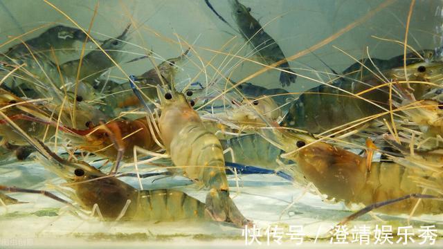 小鱼|还只知道红虫、蚯蚓？钓鱼界的10大荤饵！数数你用过几种