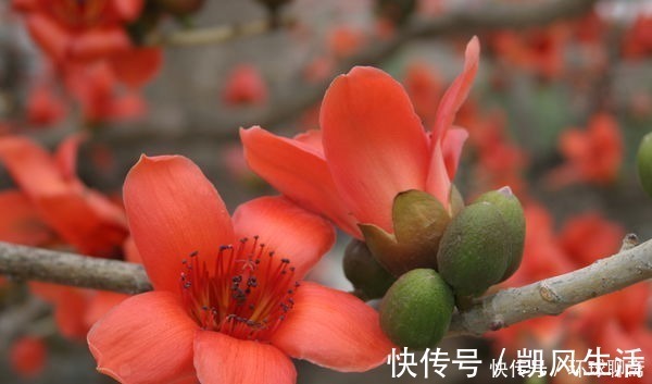 象征文|此花是英雄的花,也是珍惜来之不易的感情,是美好的象征