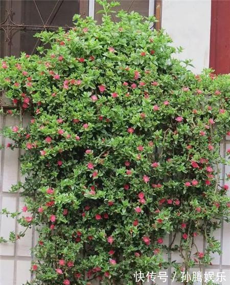 牡丹|牡丹吊兰不仅是花,还是“吃货”的美味,掐个枝插土里,窜了3米