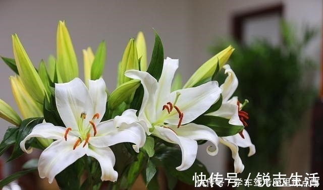 养花|磷酸二氢钾养花最常见的6个误区,难怪花草越长越差还不开花!