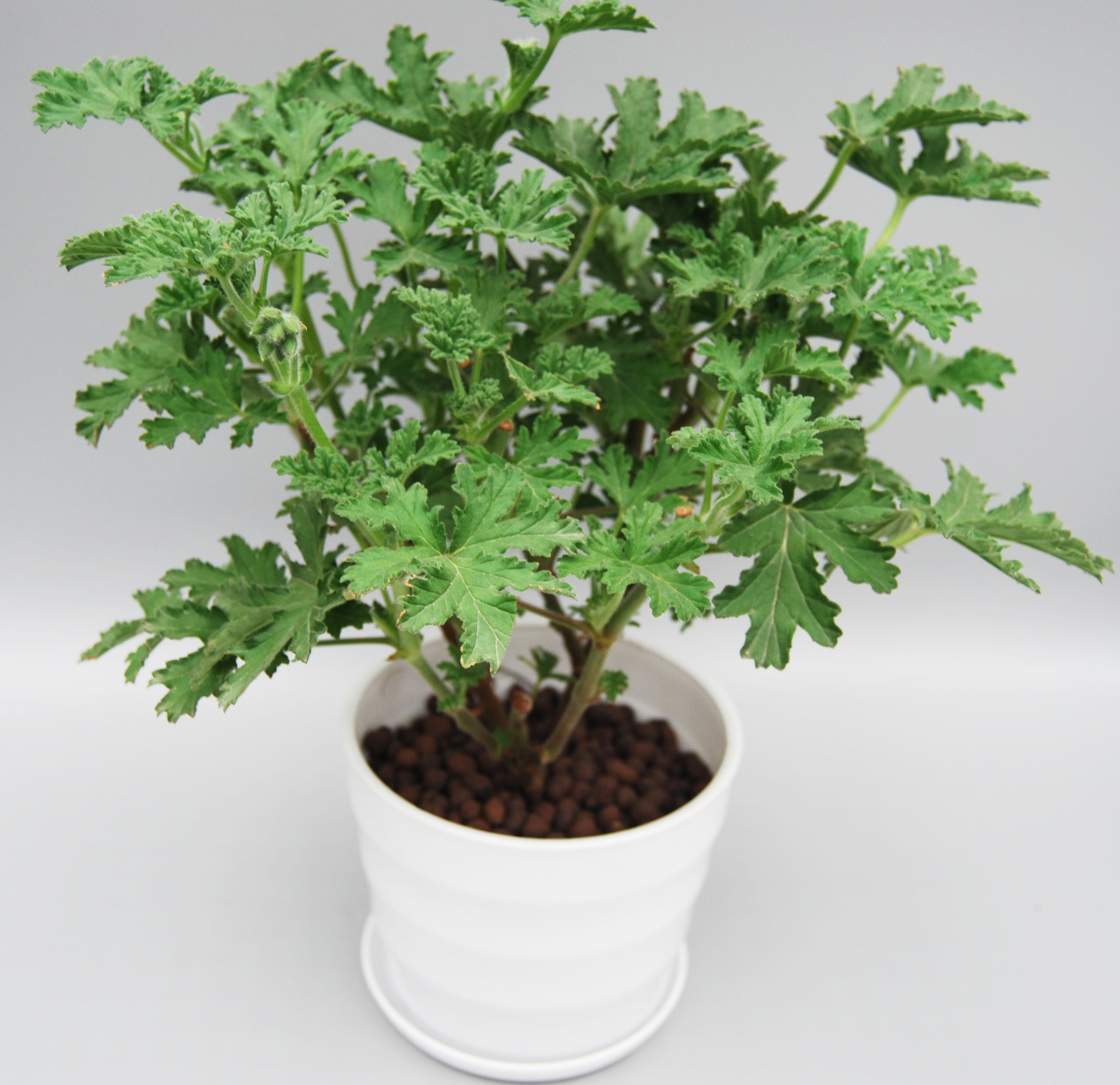 珍珠吊兰|提醒大家回老家瞅见这植物,必定多挖几株,养在卧室,健康无忧