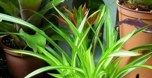 新手养花盆栽土里就掺杂它,土壤不结块,花草不闷根、烂根